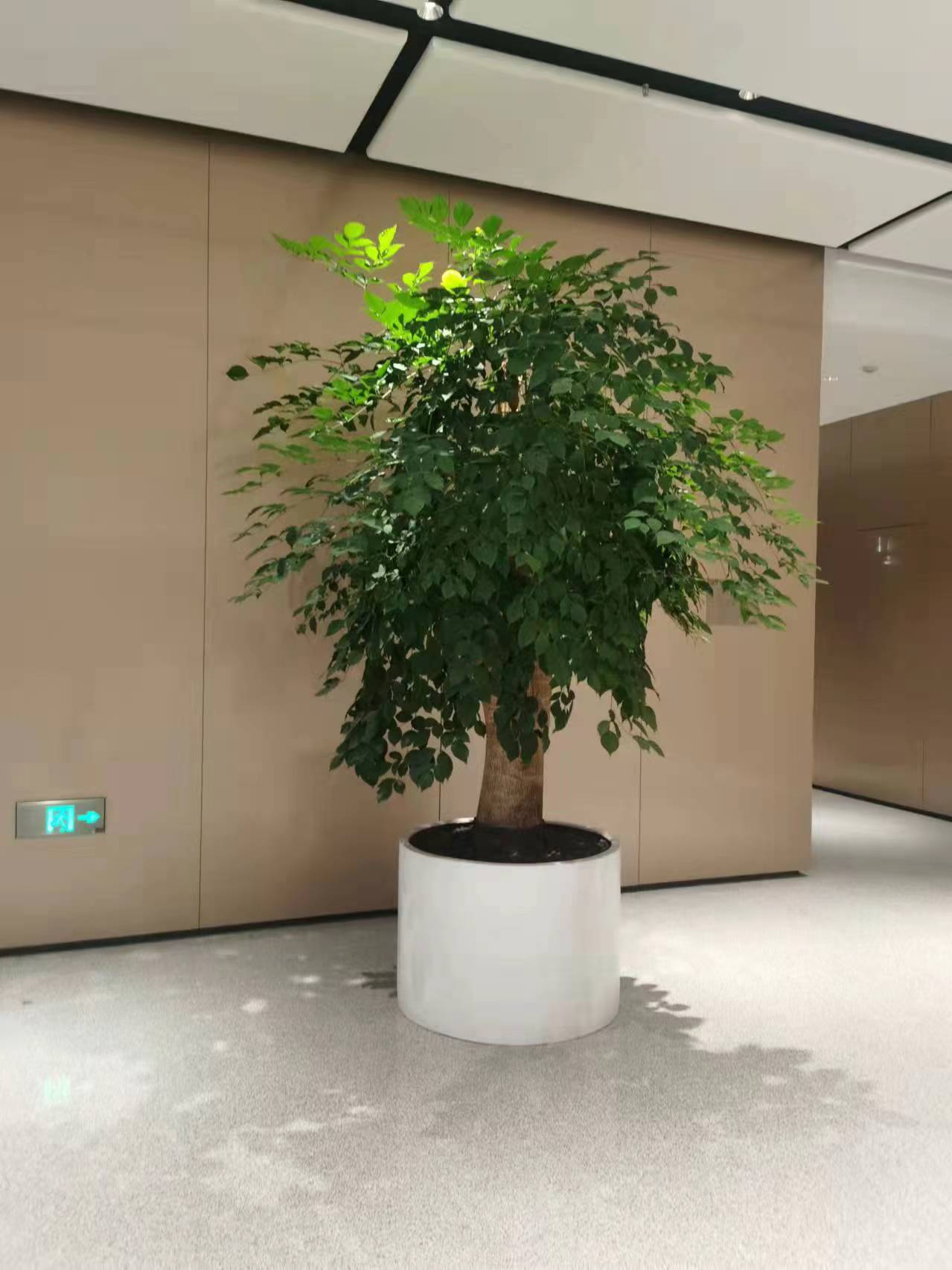 大堂植物租擺幸福樹