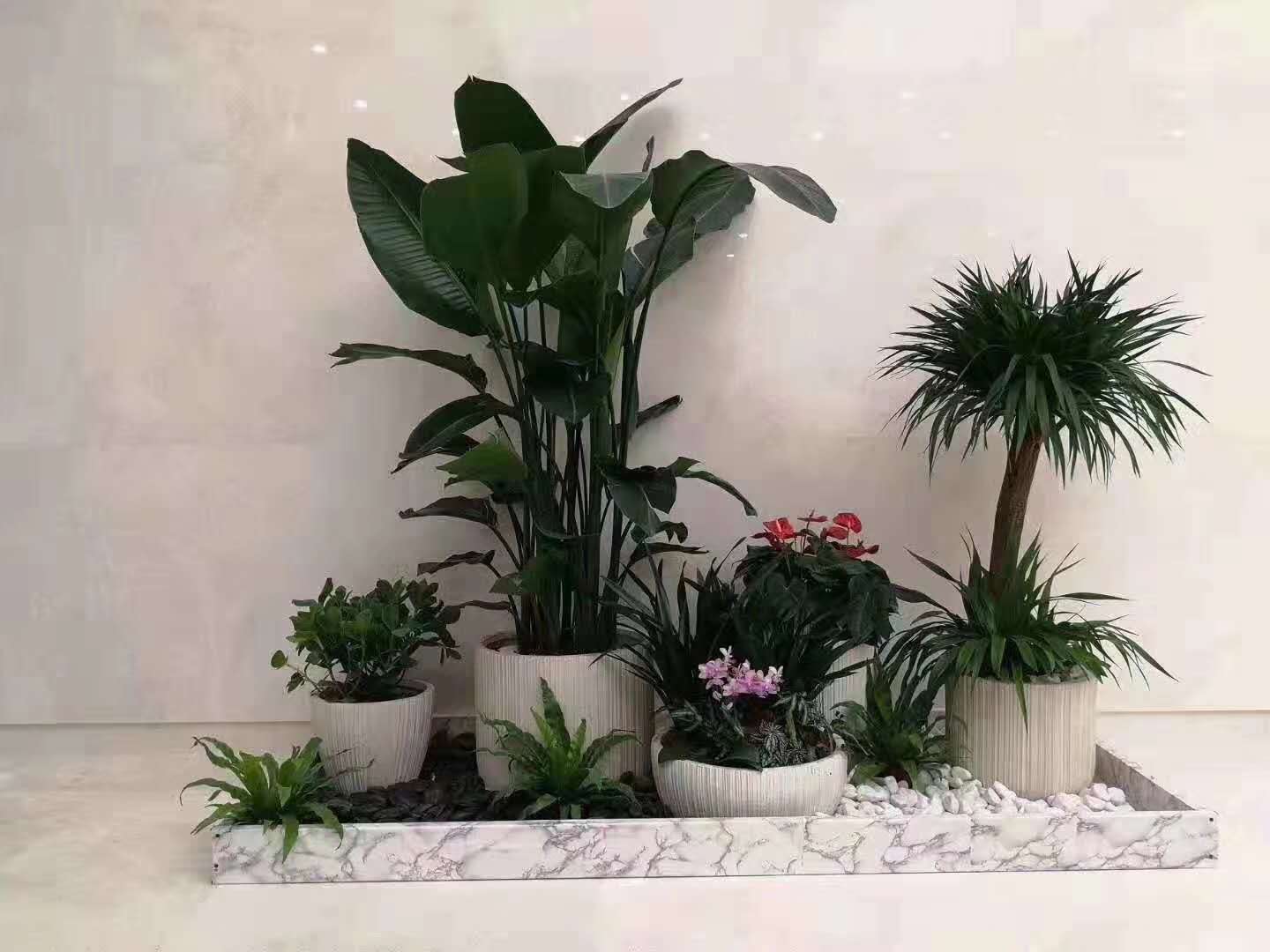 北京室內(nèi)外綠植花卉擺放