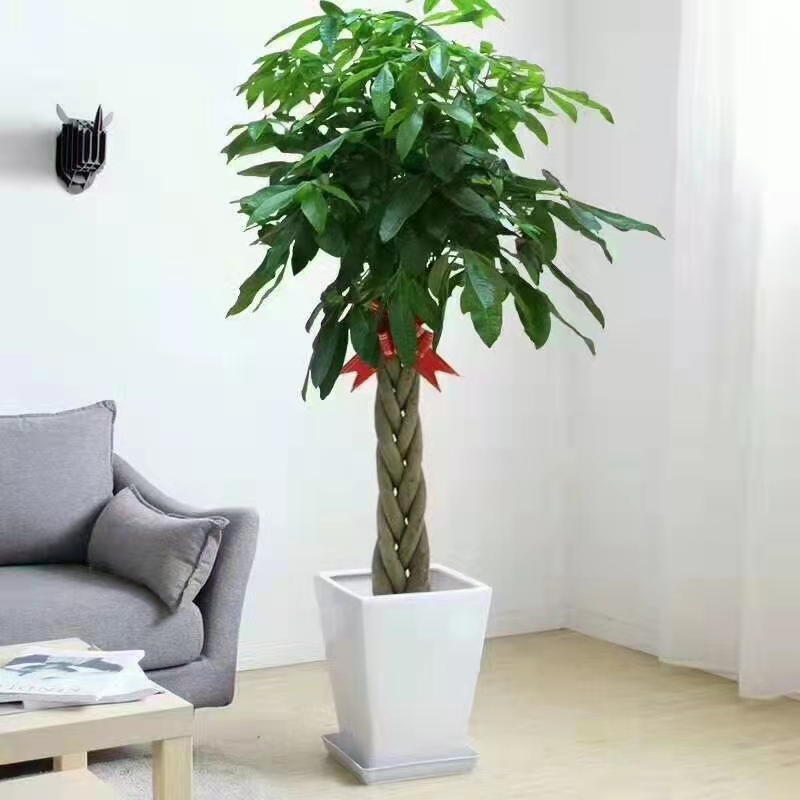 綠植花卉發(fā)財(cái)樹